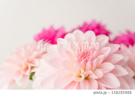 濃いピンク色と薄ピンク色のダリアの花をグレー背景で室内撮影08 138285988