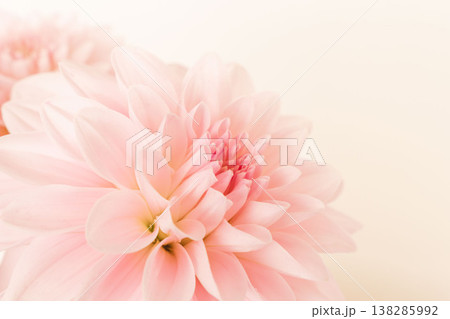 薄ピンク色のダリアの花をベージュ背景で室内撮影18 薄ピンク色のダリアの花をベージュ背景で室内撮影18 138285992