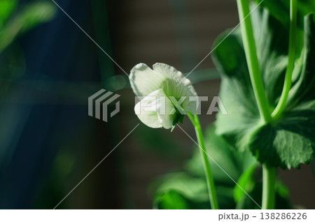 スナップエンドウの花 A スナップエンドウの花 A 138286226