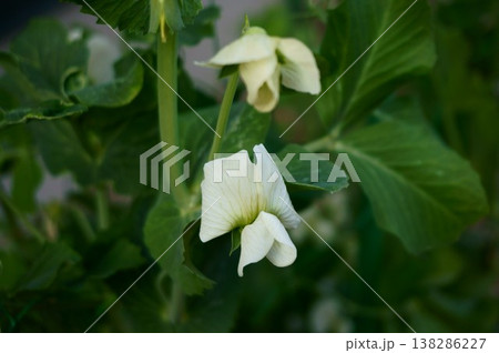 スナップエンドウの花 B スナップエンドウの花 B 138286227