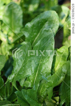 ほうれん草 ほうれん草 138286228