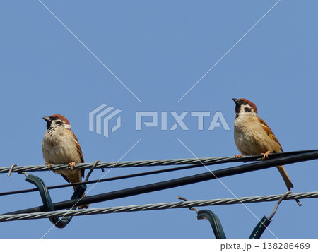 青空の電線に並ぶ2羽のスズメ(sparrow pair on wire, copy space, b 青空の電線に並ぶ2羽のスズメ(sparrow pair on wire, copy space, b 138286469