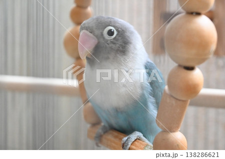 おもちゃに止まるボタンインコ 138286621