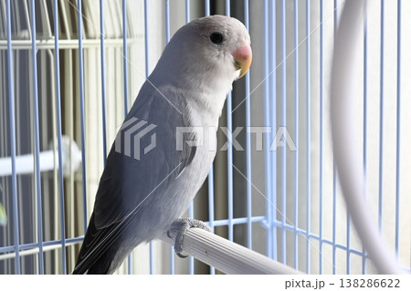 止まり木のコザクラインコ 138286622
