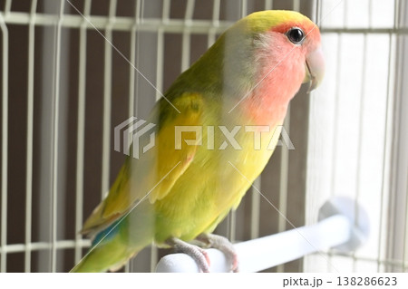 止まり木のコザクラインコ 138286623