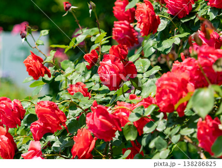 赤色のバラの花 赤色のバラの花 138286825