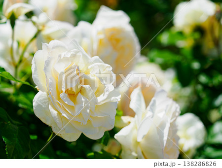 白色のバラの花 白色のバラの花 138286826
