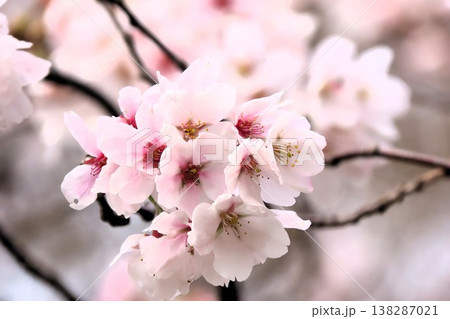 春の木の花:桜:ソメイヨシノ:染井吉野:満開状態:山田池公園 春の木の花:桜:ソメイヨシノ:染井吉野:満開状態:山田池公園 138287021
