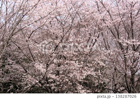 春の木の花:桜:ソメイヨシノ:染井吉野:満開状態:山田池公園 春の木の花:桜:ソメイヨシノ:染井吉野:満開状態:山田池公園 138287026