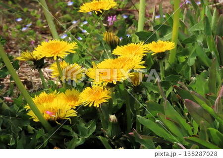 春の野の花:セイヨウタンポポ:山田池公園 春の野の花:セイヨウタンポポ:山田池公園 138287028