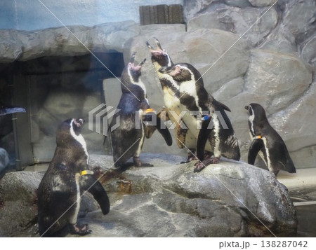 しながわ水族館で飼育されるフンボルトペンギンの群れ、水辺で佇む様子2 しながわ水族館で飼育されるフンボルトペンギンの群れ、水辺で佇む様子2 138287042