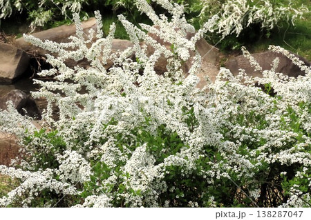 春の木の花：ユキヤナギ：満開状態：白い小さな花：山田池公園 138287047