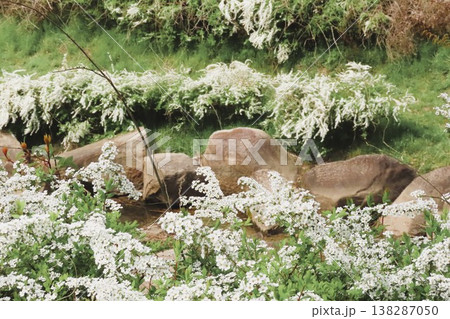 春の木の花：ユキヤナギ：満開状態：白い小さな花：山田池公園 138287050