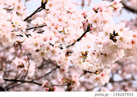 春の木の花:桜:ソメイヨシノ:染井吉野:満開状態:山田池公園 春の木の花:桜:ソメイヨシノ:染井吉野:満開状態:山田池公園 138287052