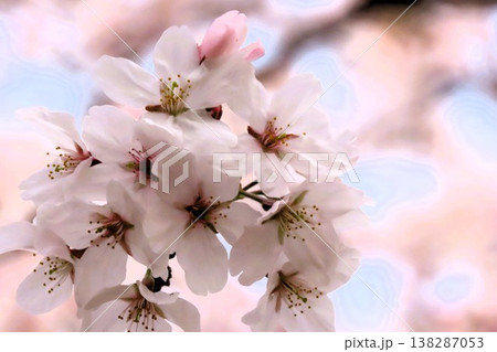 春の木の花：桜：ソメイヨシノ:染井吉野：満開状態：山田池公園 138287053