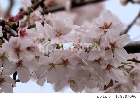 の木の花:桜:ソメイヨシノ:染井吉野:満開状態:山田池公園 の木の花:桜:ソメイヨシノ:染井吉野:満開状態:山田池公園 138287066