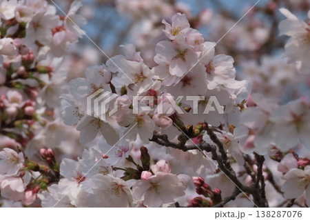 春の木の花:桜:ソメイヨシノ:染井吉野:満開状態:山田池公園 春の木の花:桜:ソメイヨシノ:染井吉野:満開状態:山田池公園 138287076