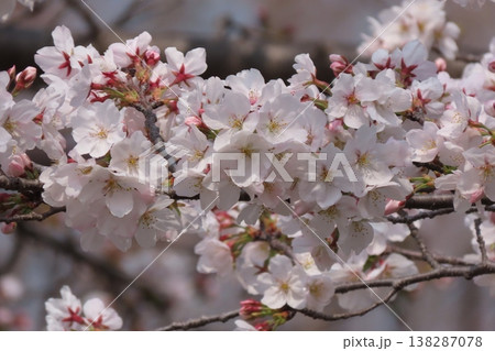 春の木の花:桜:ソメイヨシノ:染井吉野:満開状態:山田池公園 春の木の花:桜:ソメイヨシノ:染井吉野:満開状態:山田池公園 138287078