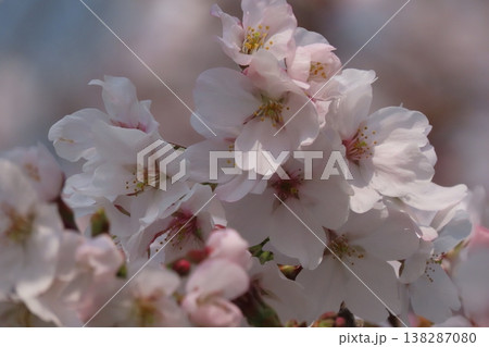 春の木の花：桜：ソメイヨシノ:染井吉野：満開状態：山田池公園 138287080