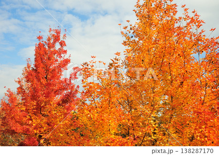 三重県民の森 138287170