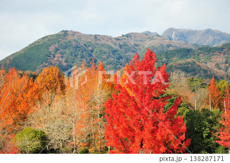 三重県民の森 138287171