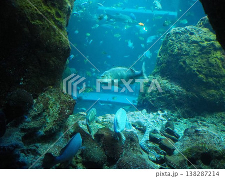 しながわ水族館の大水槽を泳ぐ多様な魚たち しながわ水族館の大水槽を泳ぐ多様な魚たち 138287214