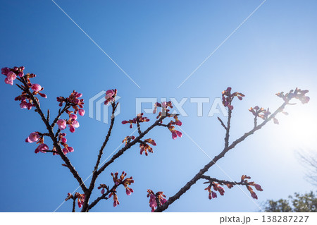 カンヒザクラ琉球寒緋桜 138287227