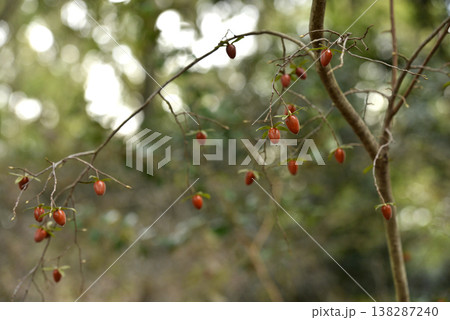 冬にオレンジ色の実が残っている老爺柿 138287240