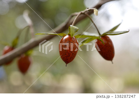 冬越しでへたの色が変わってきた老爺柿 冬越しでへたの色が変わってきた老爺柿 138287247