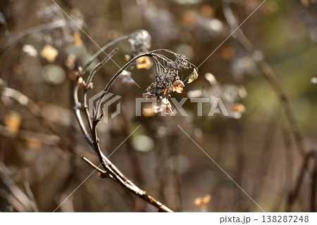枯れているタマアジサイの花 138287248