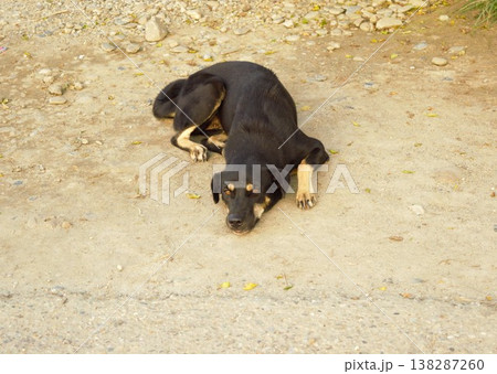 ネパールの田舎道で寝そべる黒い犬 ネパールの田舎道で寝そべる黒い犬 138287260