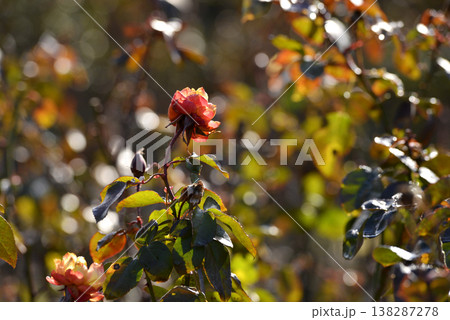 冬の寒さで少し傷んでいるバラ、アンネフランク 138287278