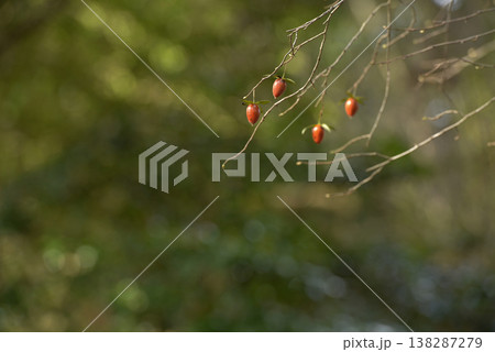 冬にオレンジ色の実が残っている老爺柿 138287279