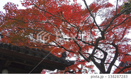 蓮華寺の屋根と紅葉のモミジ 138287283