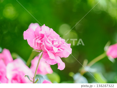 ピンク色のバラの花 138287322