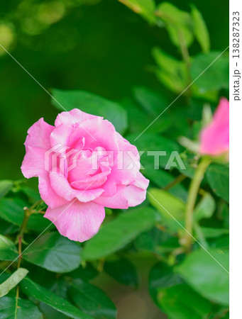 ピンク色のバラの花 ピンク色のバラの花 138287323