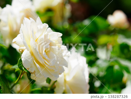 白色のバラの花 138287326