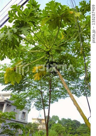 ネパールの村で育つパパイヤの木と実 ネパールの村で育つパパイヤの木と実 138287409