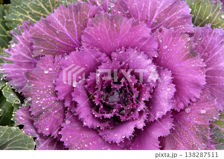 露に濡れた紫の葉牡丹 138287511