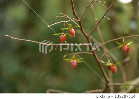 冬にオレンジ色の実が残っている老爺柿 冬にオレンジ色の実が残っている老爺柿 138287514
