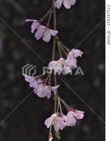 満開のしだれ桜 138287521