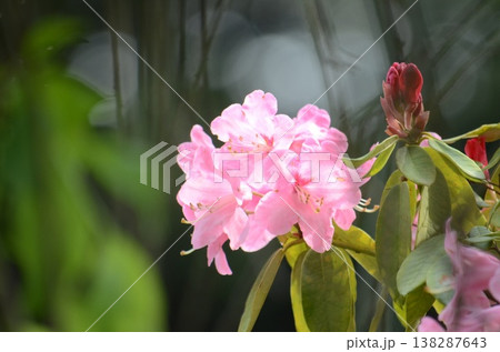 シャクナゲ 138287643
