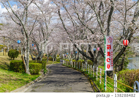 平戸橋公園の桜（愛知県豊田市） 138288482