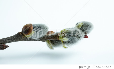 Horizontal composition of fuzzy catkins on a branch, highlighting textures and spring motifs 138288687