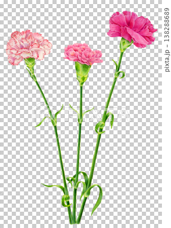 Pink carnation illustration Pink carnation illustration 138288689