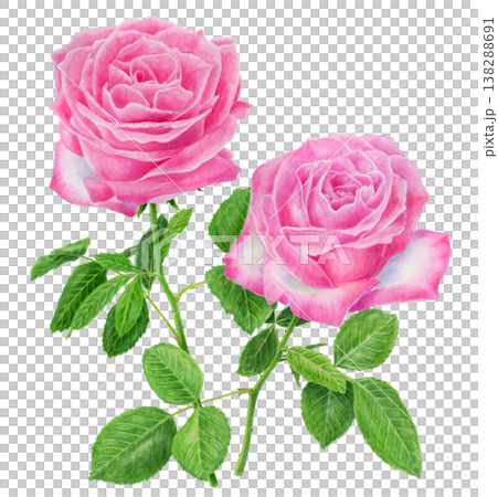 ピンクのバラの花　イラスト 138288691