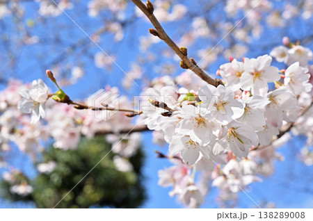 樹木・桜　ソメイヨシノ　バラ科 138289008