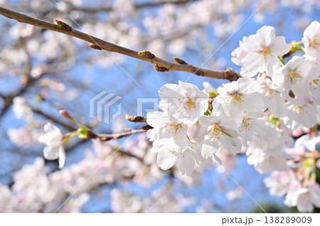 樹木・桜　ソメイヨシノ　バラ科 138289009