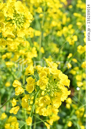 植物・菜の花　アブラナ　アブラナ科 138289014