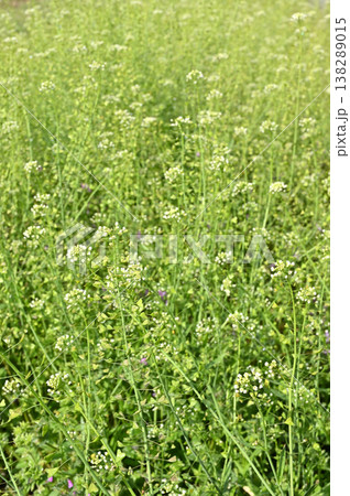 植物・ナズナ　アブラナ科 138289015